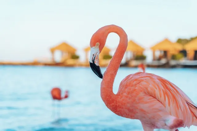 Billede av hotellet Renaissance Wind Creek Aruba Resort - nummer 1 af 100