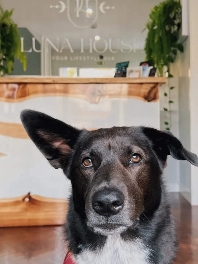 Hotellbilder av Luna House - nummer 1 av 56