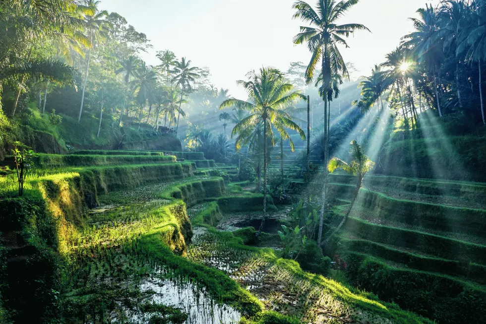 Billede af Indonesien 