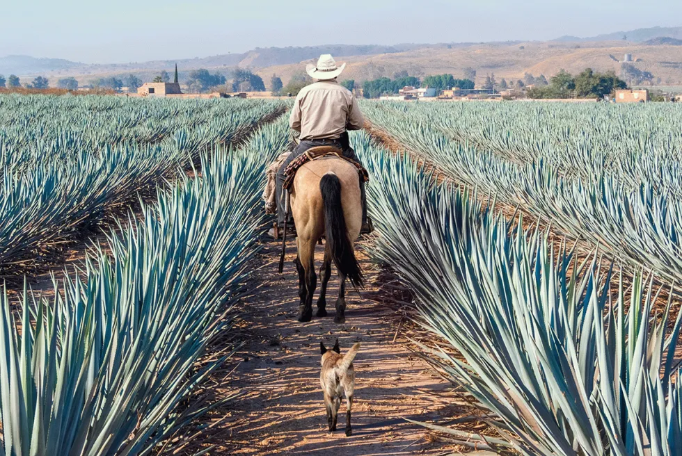 Billede af Mexico 